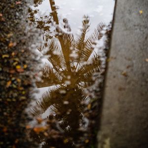 Preview wallpaper palm tree, reflection, wood, asphalt