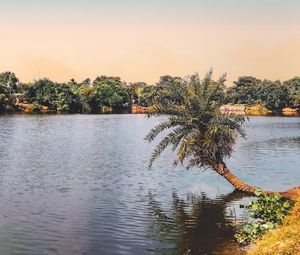 Preview wallpaper palm tree, river, trees, nature