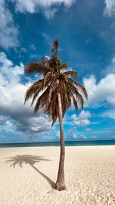 Preview wallpaper palm, tree, sand, beach, summer