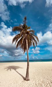 Preview wallpaper palm, tree, sand, beach, summer