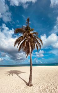 Preview wallpaper palm, tree, sand, beach, summer