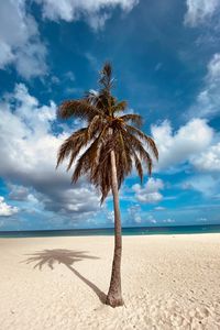 Preview wallpaper palm, tree, sand, beach, summer