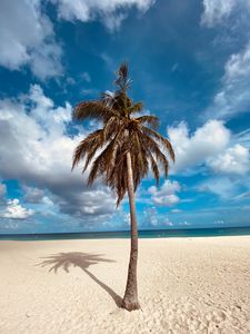 Preview wallpaper palm, tree, sand, beach, summer