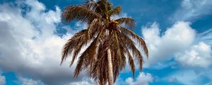 Preview wallpaper palm, tree, sand, beach, summer