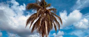 Preview wallpaper palm, tree, sand, beach, summer