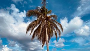 Preview wallpaper palm, tree, sand, beach, summer