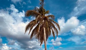 Preview wallpaper palm, tree, sand, beach, summer