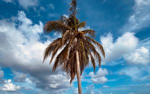 Preview wallpaper palm, tree, sand, beach, summer