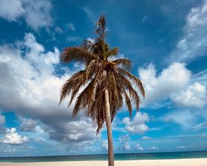 Preview wallpaper palm, tree, sand, beach, summer