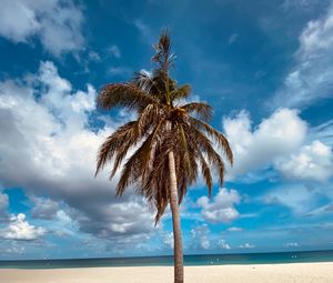 Preview wallpaper palm, tree, sand, beach, summer