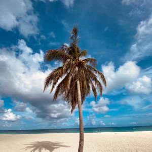 Preview wallpaper palm, tree, sand, beach, summer