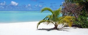 Preview wallpaper palm tree, sand, sky