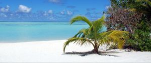 Preview wallpaper palm tree, sand, sky