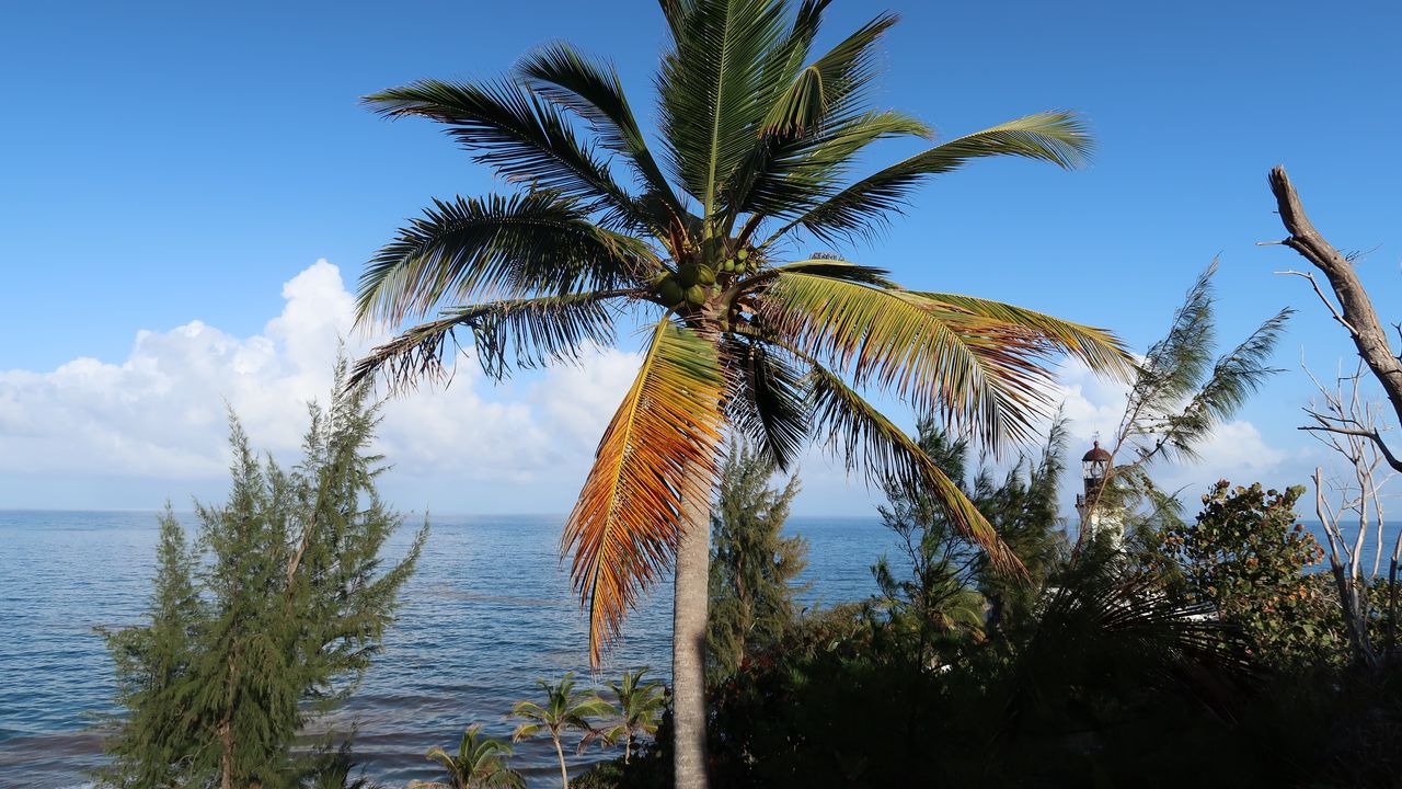 Wallpaper palm, tree, sea, summer