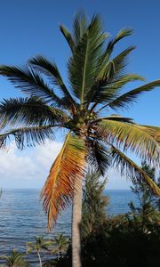 Preview wallpaper palm, tree, sea, summer