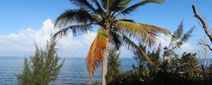 Preview wallpaper palm, tree, sea, summer