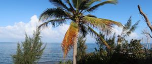 Preview wallpaper palm, tree, sea, summer