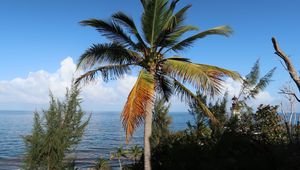 Preview wallpaper palm, tree, sea, summer