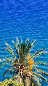 Preview wallpaper palm tree, sea, summer, sunny