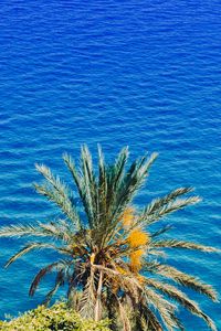 Preview wallpaper palm tree, sea, summer, sunny