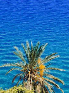 Preview wallpaper palm tree, sea, summer, sunny