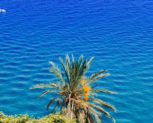 Preview wallpaper palm tree, sea, summer, sunny