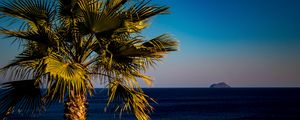 Preview wallpaper palm tree, sea, tropics