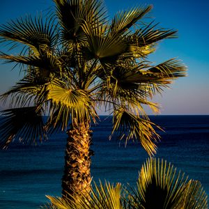 Preview wallpaper palm tree, sea, tropics
