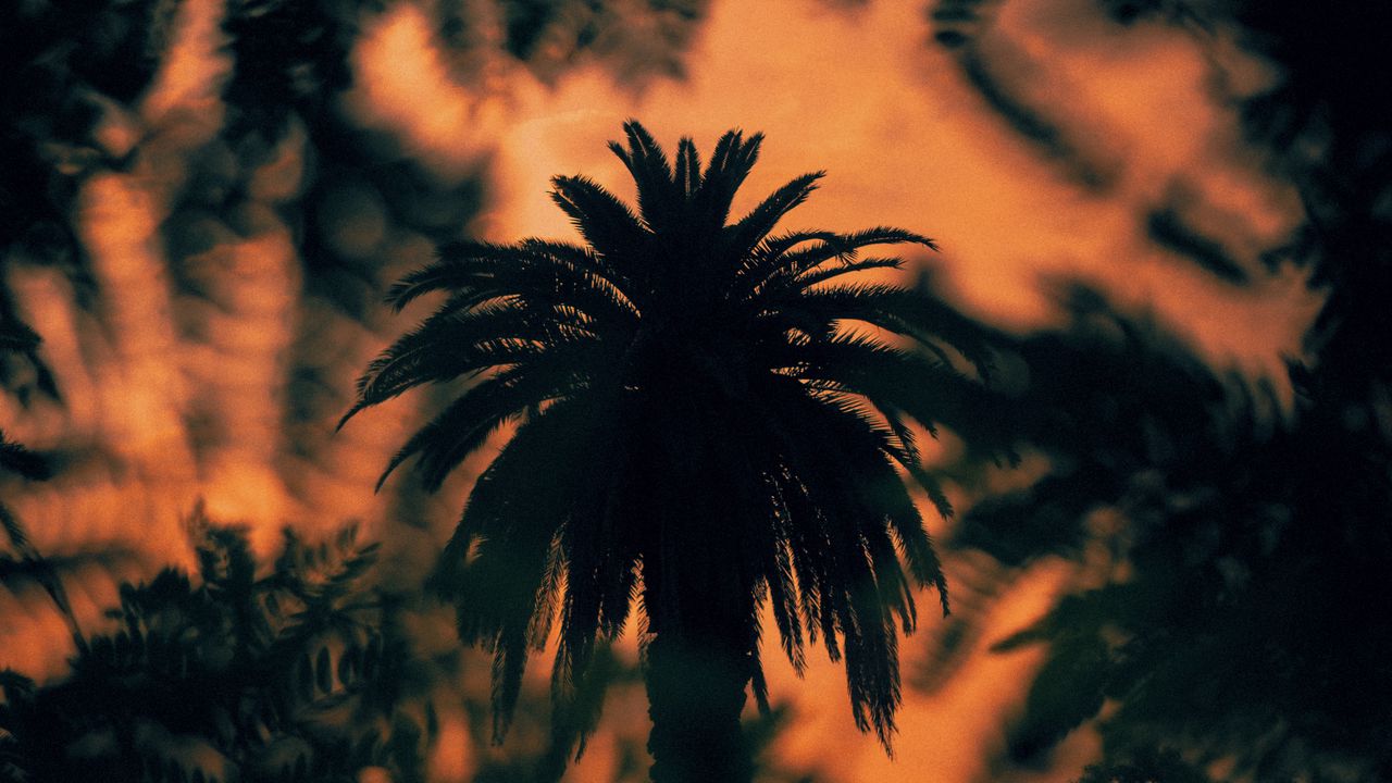 Wallpaper palm, tree, silhouette, bushes