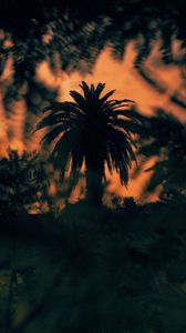 Preview wallpaper palm, tree, silhouette, bushes