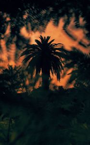 Preview wallpaper palm, tree, silhouette, bushes