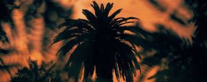 Preview wallpaper palm, tree, silhouette, bushes