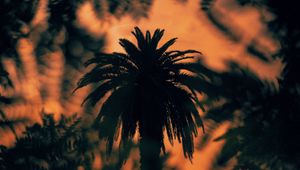 Preview wallpaper palm, tree, silhouette, bushes