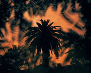 Preview wallpaper palm, tree, silhouette, bushes