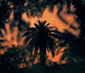 Preview wallpaper palm, tree, silhouette, bushes