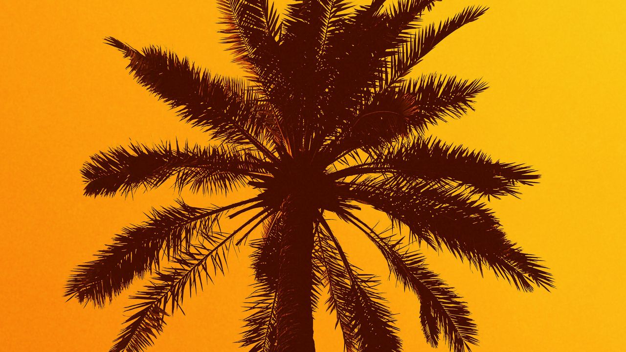 Wallpaper palm tree, silhouette, sky, yellow