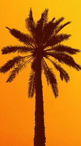 Preview wallpaper palm tree, silhouette, sky, yellow