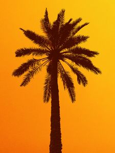 Preview wallpaper palm tree, silhouette, sky, yellow