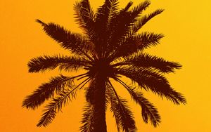 Preview wallpaper palm tree, silhouette, sky, yellow