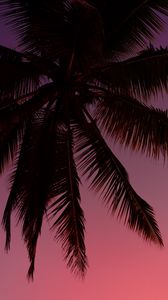 Preview wallpaper palm tree, silhouette, sky, dark, purple