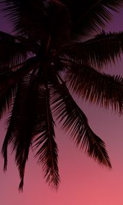 Preview wallpaper palm tree, silhouette, sky, dark, purple