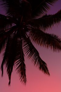 Preview wallpaper palm tree, silhouette, sky, dark, purple