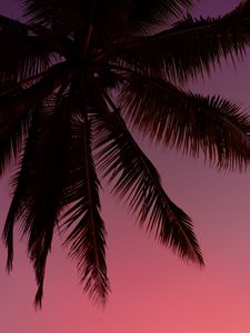 Preview wallpaper palm tree, silhouette, sky, dark, purple