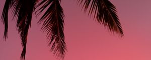 Preview wallpaper palm tree, silhouette, sky, dark, purple