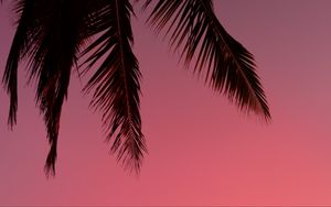 Preview wallpaper palm tree, silhouette, sky, dark, purple