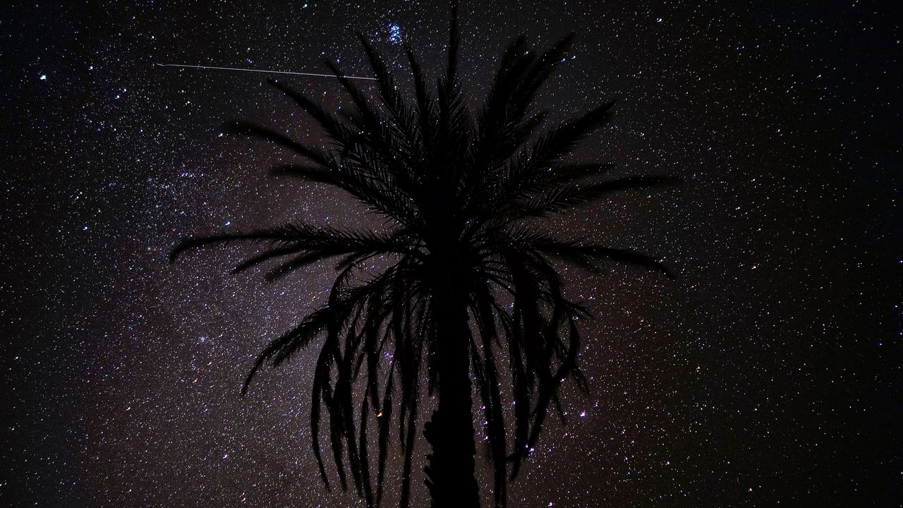 Wallpaper palm tree, silhouette, starry sky, night