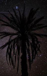 Preview wallpaper palm tree, silhouette, starry sky, night