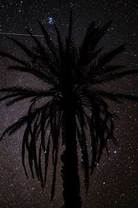 Preview wallpaper palm tree, silhouette, starry sky, night