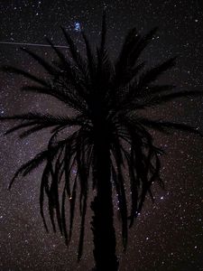 Preview wallpaper palm tree, silhouette, starry sky, night