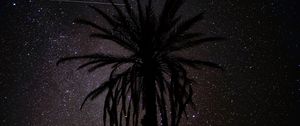 Preview wallpaper palm tree, silhouette, starry sky, night